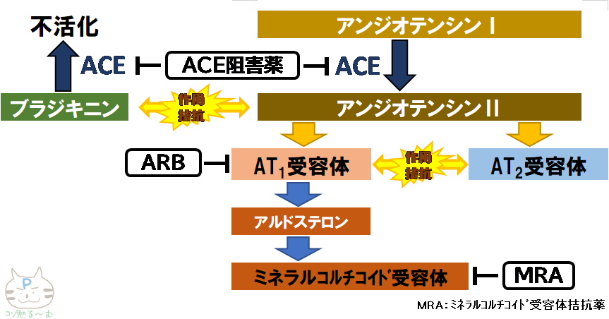 ACE阻害薬 ARB 作用機序 ぷーオリジナル