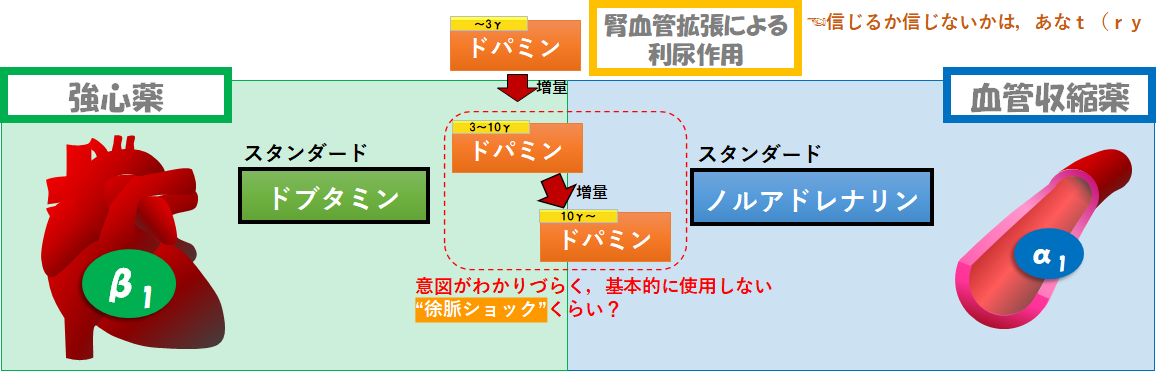 【これだけ知っとけばok】カテコラミンの種類と使い分け【保存版】 | 循環器Drぷーのコソ勉る〜む